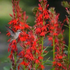 400+ Cardinal Flower Seeds / Lobelia Cardinalis / Hummingbird/ Red Flowers