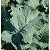 David's Garden Seeds Kale Premier 200 Non-GMO, Heirloom Seeds