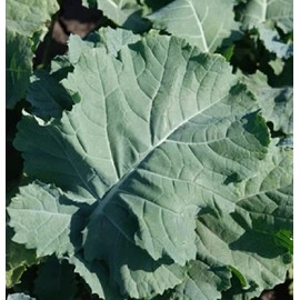 David's Garden Seeds Kale Premier 200 Non-GMO, Heirloom Seeds