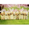 Row Of Puppy Bunnies - Avanti Dog Easter Card