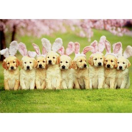 Row Of Puppy Bunnies - Avanti Dog Easter Card
