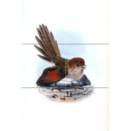 Tile Mural Brown Sutora Birds by Joseph Wolf Kitchen Bathroom Shower Wall Backsplash Splashback 2x3 6" Ceramic, Matte