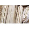 Hickory King White Dent Corn Seeds for Planting 50 Seeds.
