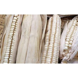 Hickory King White Dent Corn Seeds for Planting 50 Seeds. 1 Ounce of Seeds. Heirloom Non GMO Garden Vegetable Bulk Survival Wildlife Deer Foodplot