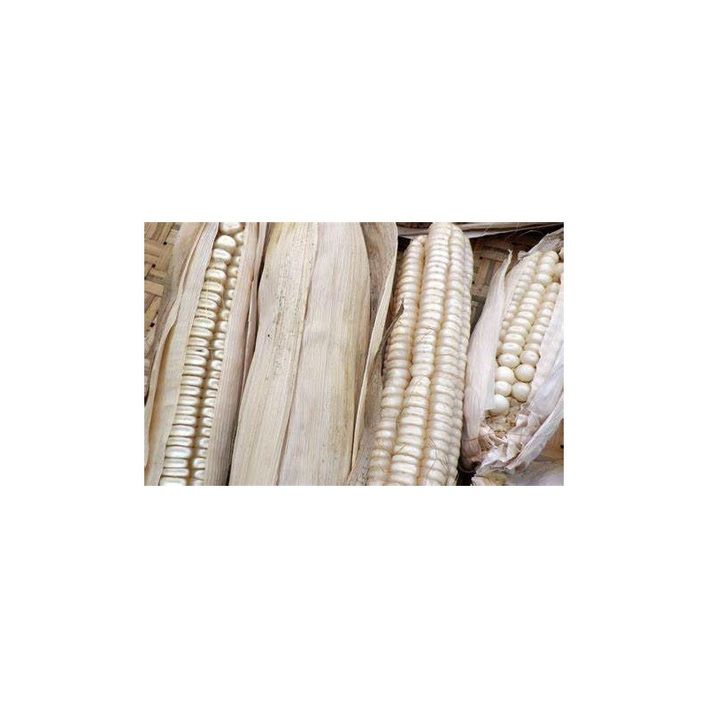 Hickory King White Dent Corn Seeds for Planting 50 Seeds.