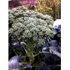Broccoli Seeds - Di Cicco - Italian Heirloom - Liliana's