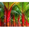 10 semillas de palmera de cera de sellado roja (Cyrtostachys