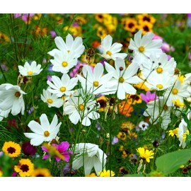 Cosmos Seeds - 50 Cosmos Seeds for Planting White Flower Seeds for Outdoor Indoor Garden Planting Gardening Gift