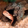 Reptile Log Hide Cave, Safe Hiding Place for Snakes, Turtles,