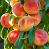 Generic Loring Peach Tree, Freestone, Large Sweet Fruit, Cold Hardy,