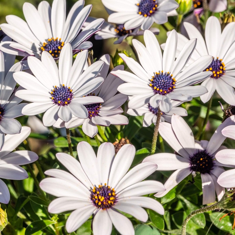 Outsidepride Osteospermum Ecklonis Flower Seed - 250 Seeds