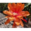Cactus Epiphyllum Crest in 4 inch pots / Orchid Cactus