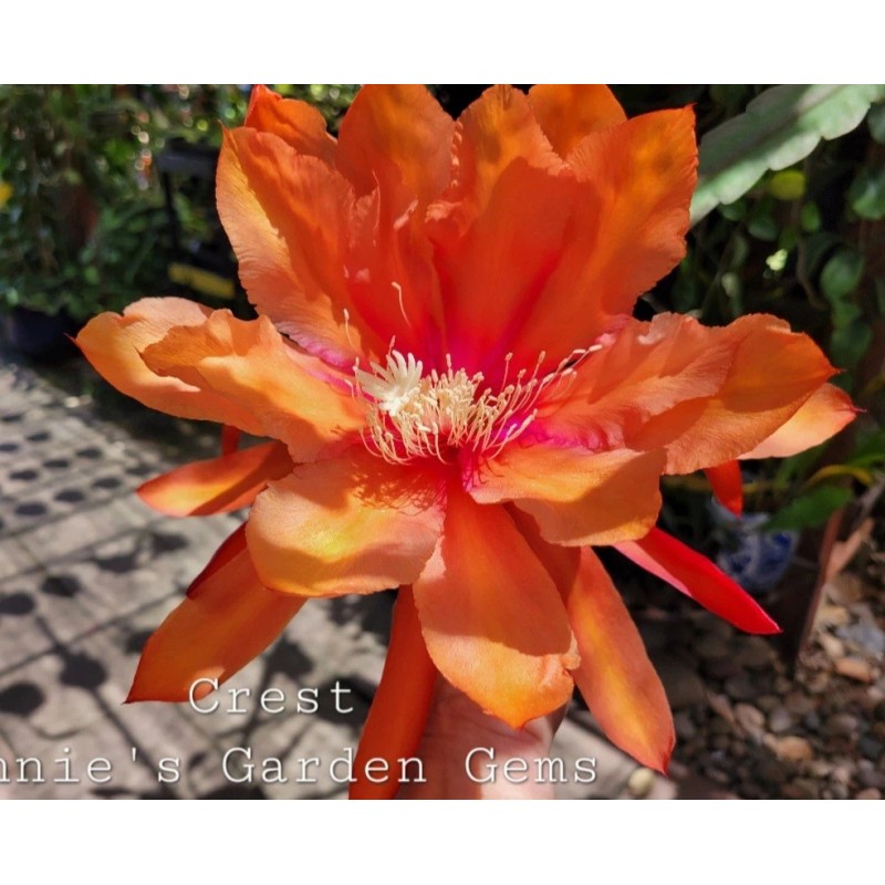 Cactus Epiphyllum Crest in 4 inch pots / Orchid Cactus