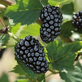 Live Plant BlackBerry - 'Natchez' thornless - Rubus fruticosa FR04