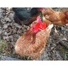 Weilan Pinless Peepers with Pliers for Chickens Blinders Pheasant Poultry