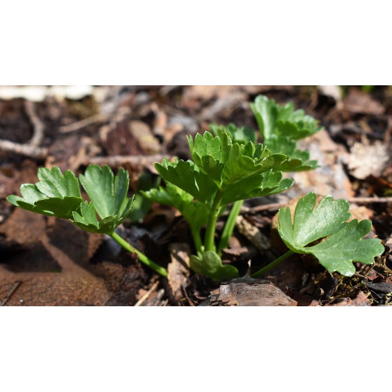 Greek Parsley Seeds, Pack of 1000 Parsley Seeds for Planting