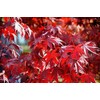 Fireglow Upright Red Japanese Maple - Live Plant - (2.5