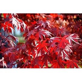 Fireglow Upright Red Japanese Maple - Live Plant - (2.5 QT)
