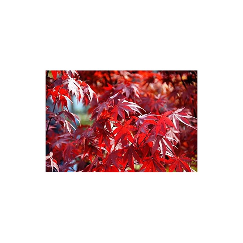 Fireglow Upright Red Japanese Maple - Live Plant - (2.5