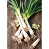 Seeds4planting - Seeds Green Welsh Bunching Onion Rare Heirloom Vegetable