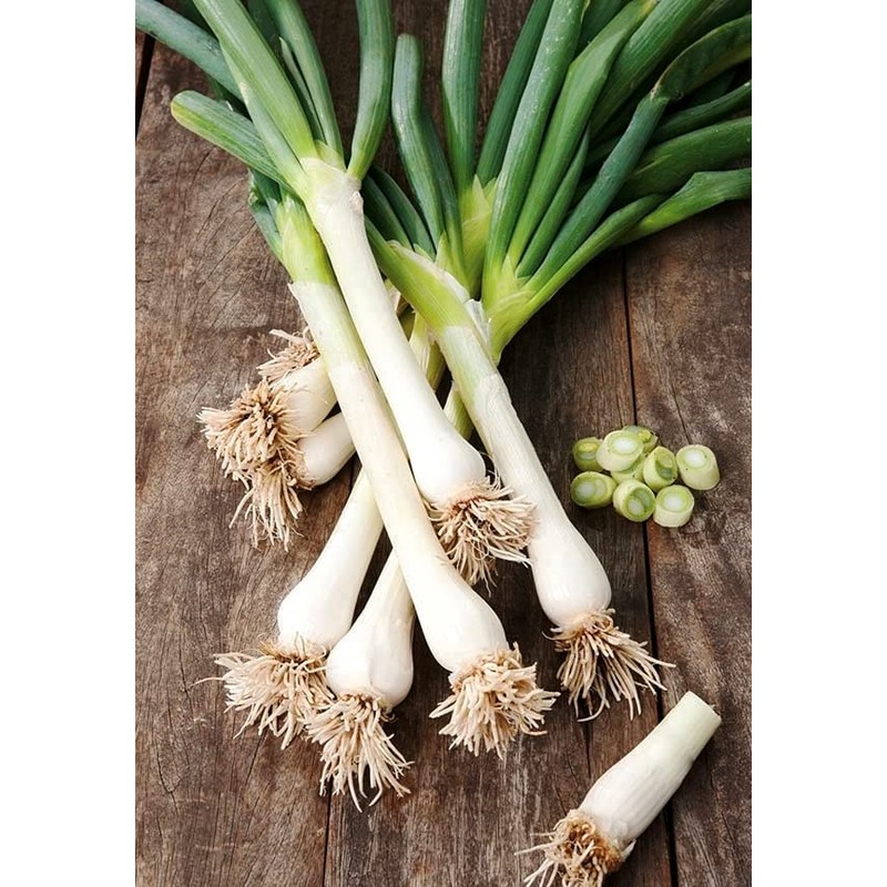 Seeds4planting - Seeds Green Welsh Bunching Onion Rare Heirloom Vegetable