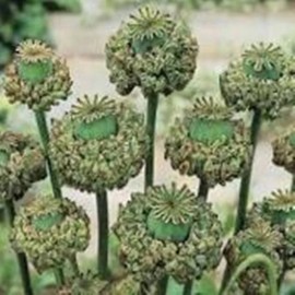 seeds Poppy Hens & Chickens-  100 Seeds- Heirloom- Breadseeds-Everlasting- Large heads
