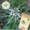 Hida Beauty Dried Loose leaves Tea Java Tea 1.76 Ounce