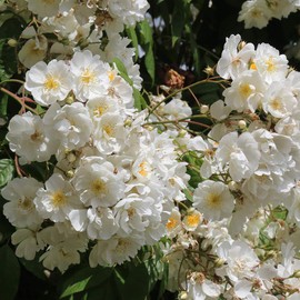 Heirloom Roses Climber Rose Plant - Darlow's Enigma White Rose Bush, Rambling Rose Live Plant for Planting Outdoors