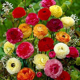 25 Ranunculus Flower Bulbs (All 25 of One Color) Or Mix Double Telecote, Variety Colors Available (Mixed Colors)