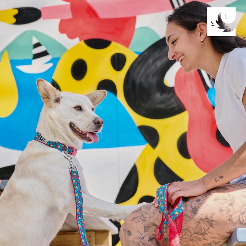 RC Pet Products 1" Fashionable, Functional, Fun, Clip Collar |