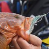 RUDIE'S Roodies Grouper Eater Shrimp Tagui Shrimp RUDIE'S 10 Flickering