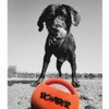 Zeus Bomber Dog Toy, 15 cm