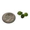 200 Live Dotted Duckweed Plant, Live Floating Aquarium & Pond