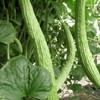 25 Organic Metki Pale Green Armenian Yard Long Cucumber Seeds