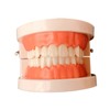 BIUDECO Standard Teeth Model for Teaching Friendly Typodont Demonstration for