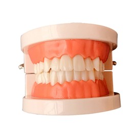 BIUDECO Standard Teeth Model for Teaching Friendly Typodont Demonstration for Oral Care Instruction for Preschoolers and Education