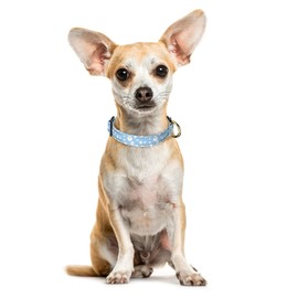 TMOODEL Reflective Dog Collar for Extra Small Dogs, Cute Daisy Theme Adjustable Heavy-Duty Nylon Puppy Collar for Boy and Girl Female, Soft Pet Accessories with Quick Release Buckle, Neck 8-12", Blue