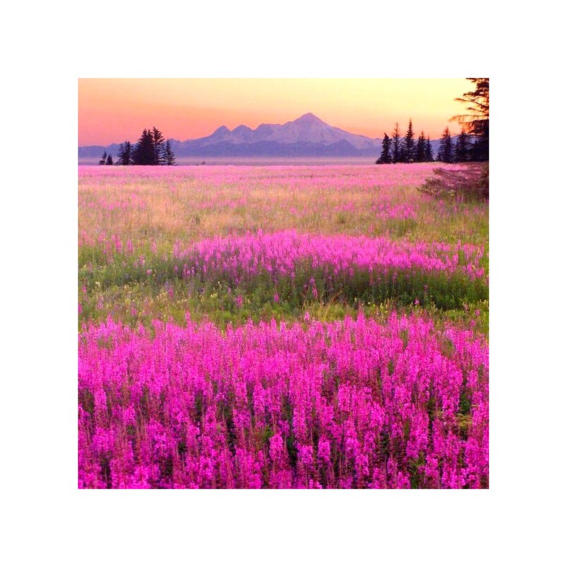 Alaska Fireweed Flower - Chamaenerion angustifolium - 1000+ Seeds -