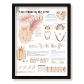 Set of 3 Framed Medical Posters Understanding The Teeth The Ear and Understanding Skin 22"x28" Wall Diagrams