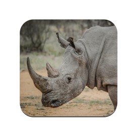 Cork Coaster - White Rhino Wildlife Savannah Africa - 1 Piece (95x95mm)