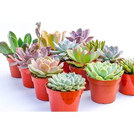 Large Colorful Outdoor Succulents - Assorted 4 Inch - Live Outdoor Succulent Plants - Large Fully Rooted Live Succulents (15)