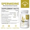Fermented Wheat Germ Extract - 13 mg spermidine per Capsule