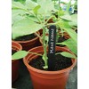 W0875 Garland 10cm (4") Plant Labels (50) (Black)