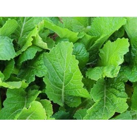 Mustard Florida Broadleaf Great Garden Vegetable Heirloom Seeds by Seed Kingdom (120,000 Seeds)