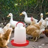 Lucky Farm Chicken Feeder Waterer Kits Hanging 2sets 3.17 Quart