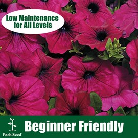 Park Seed Easy Wave Carmine Velour Petunia Seeds, Velvety Carmine Red Blooms with Mounding-Spreading Habit, Nonstop Color for Containers and Beds, Pack of 10