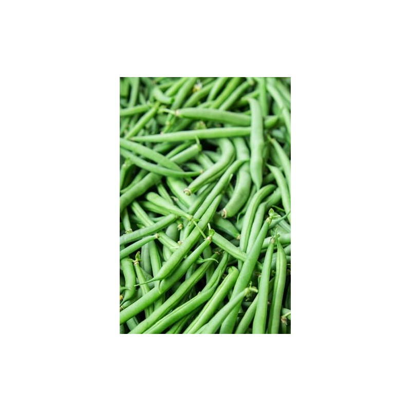 Jade Green Stringless Bush Bean Seeds for Planting Packet