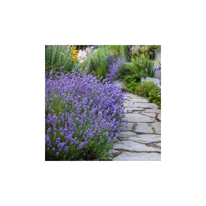 Eden Brothers Lavender Seeds (Organic)