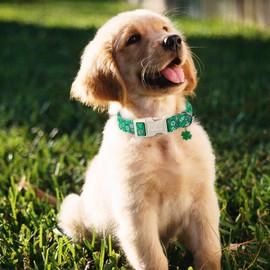 Maca Bates St Patricks Day Dog Collar Irish Clover Dogs Collars Green Donut Soft Adjustable Durable Saint Patrick's Shamrock Spring Gift for Small Medium Large Girl Boy Male Female Puppy Pet