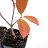 6 Red Tip Photinia, Photinia x Fraseri, Thriving in Extra